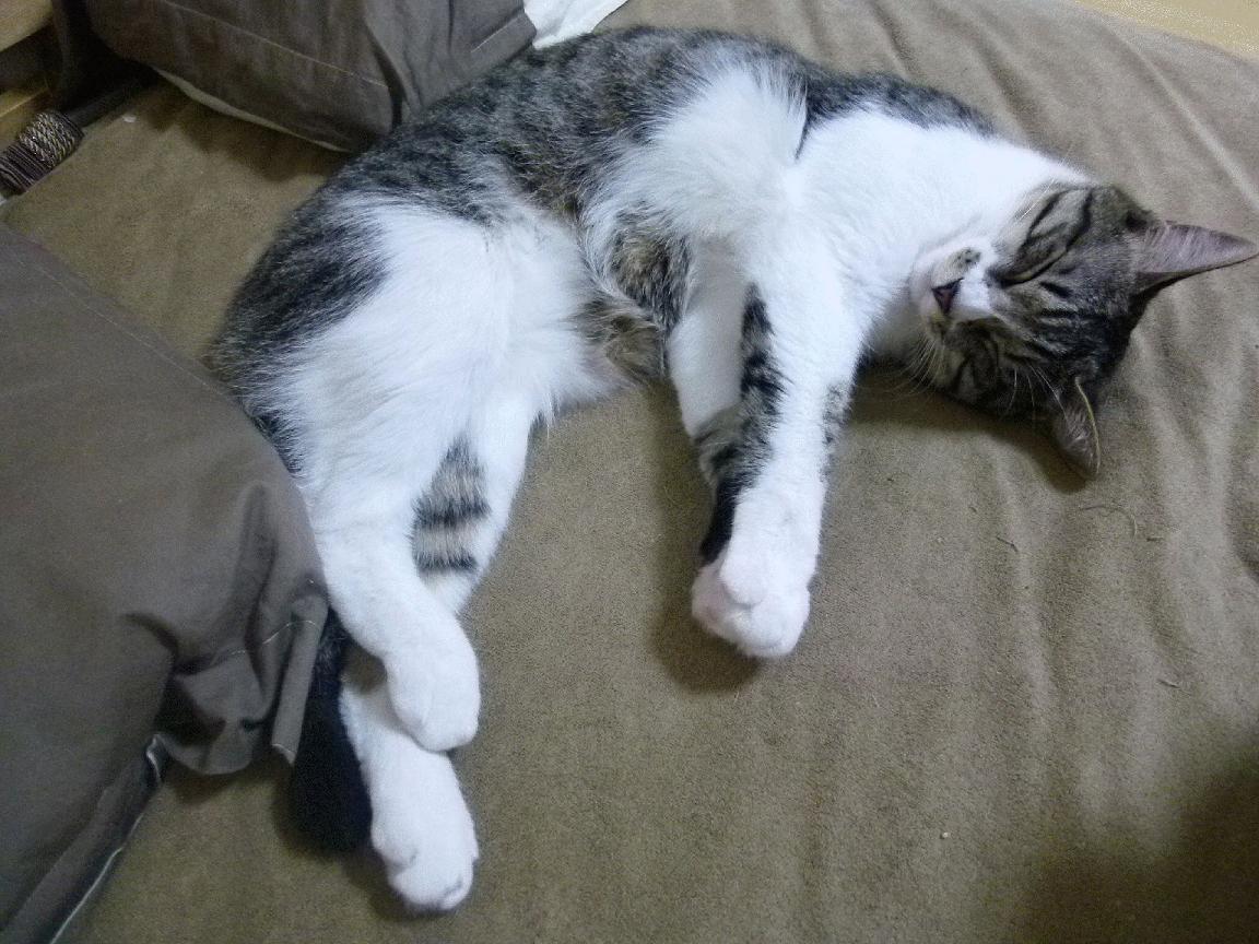 伊拉克足球的逆袭，阿圭罗关键一球，横扫加拿大背后的唯一性启示